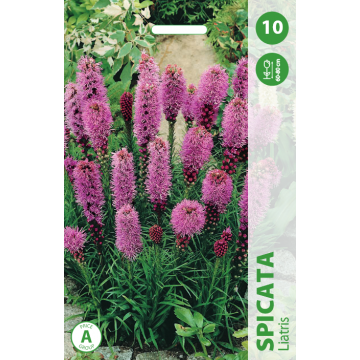 Liatris Spicata 10sv.