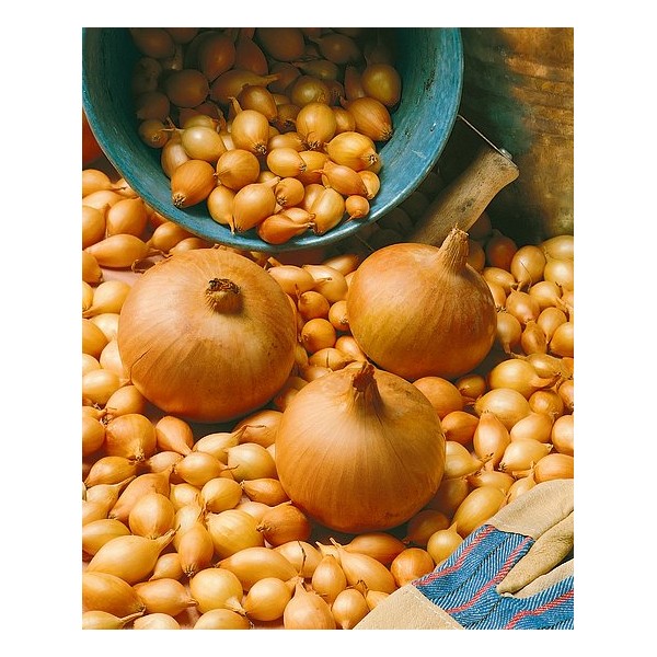 Svogūnų sodinukai Sturon, 25/30, 10 kg 4788