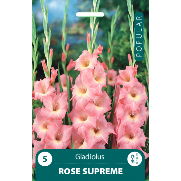 Gladioolid Rose Supreme