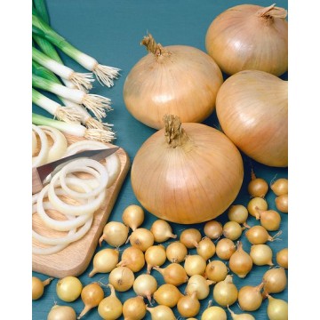 Svogūnų sodinukai...