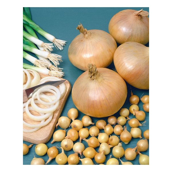 STUTTGARTER RIESEN 25/30 HILISE SIBULA SEEMIKUD 1 kg