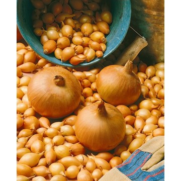 Svogūnų sodinukai Sturon,...