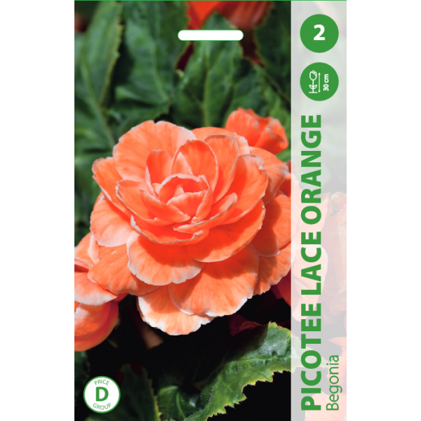 Begonija Picotee Lace Orange 2sv. 7178