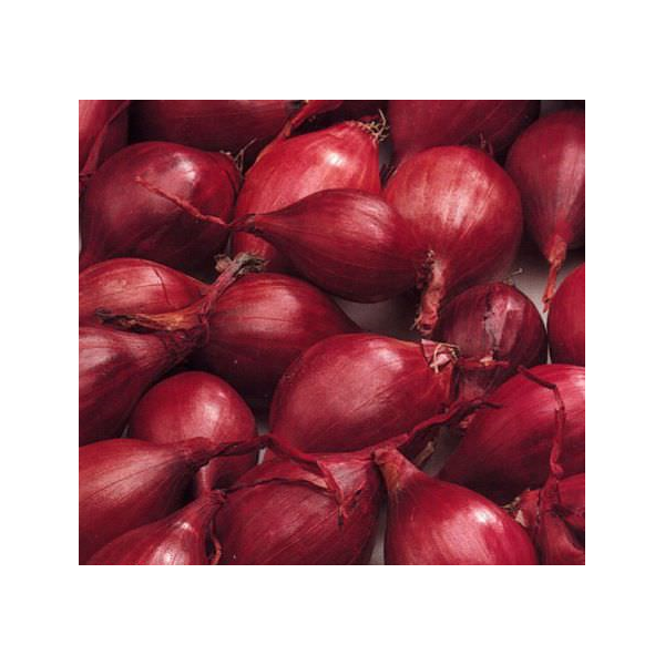 1kg Red Karmen 21/24 Tippsibul