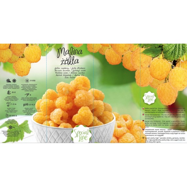 Harilik vaarikas kollane värv Special line IN POT