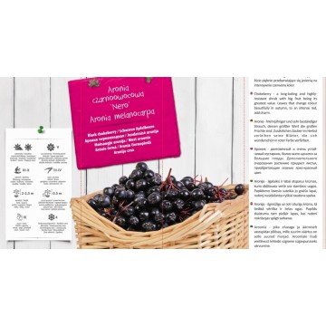 ARONIA MELANOCARPA IN POT