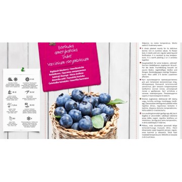 VACCINIUM CORYMBOSUM Duke...