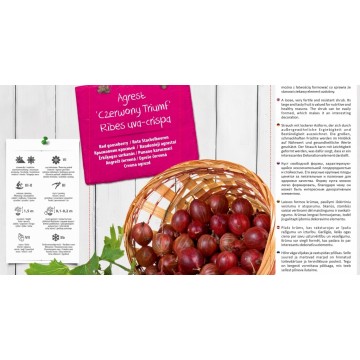 RIBES UVA-CRISPA RED...