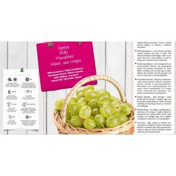 RIBES UVA-CRISPA WHITE...