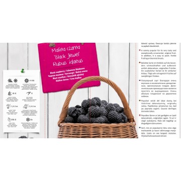 RUBUS IDAEUS Black Jewel...