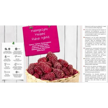 RUBUS HYBRID Medana (BAREROOT)