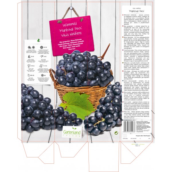 VITIS VINIFERA Marechal Foch IN POT