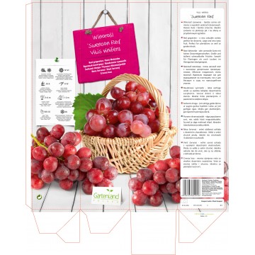 VITIS VINIFERA Swenson Red...