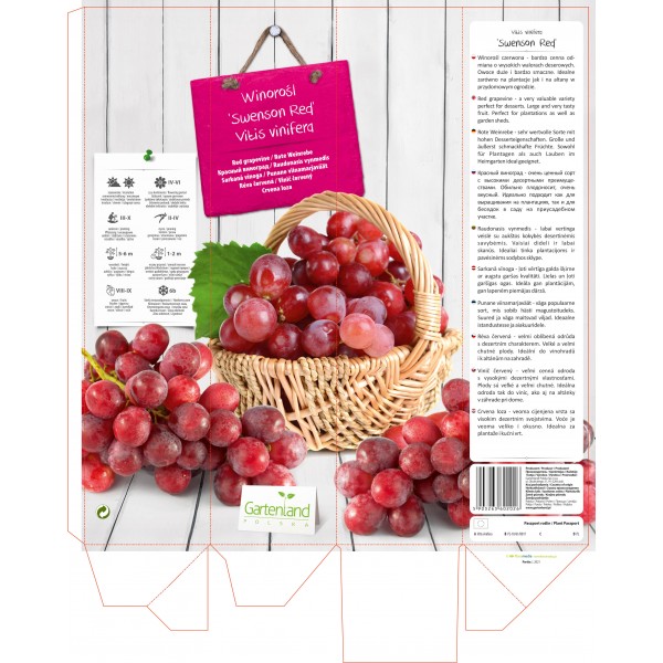 VITIS VINIFERA Swenson Red IN POT