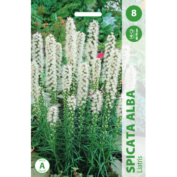 Liatris Spicata Alba 8tk.