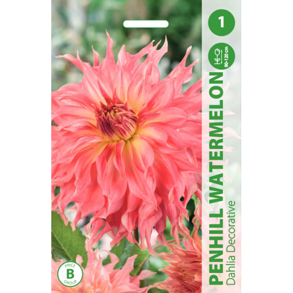 Jurginai Penhill Watermelon 1 sv. 8410