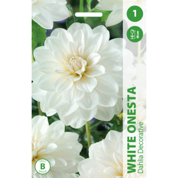 Jurginai White Onesta 1 sv....