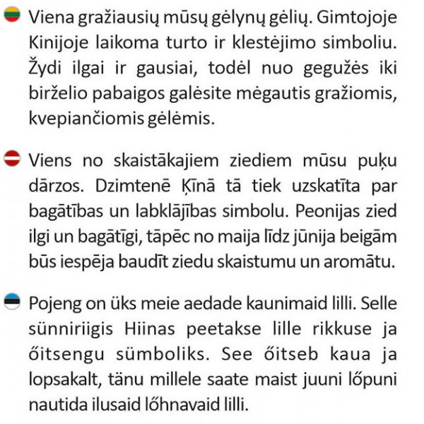 Bijūnas žolinis Dr. Alexander Fleming vazonėlyje 8387