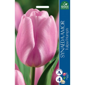 TULP SYNAEDA AMOR