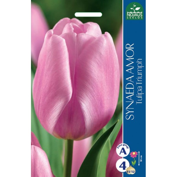 TULP SYNAEDA AMOR