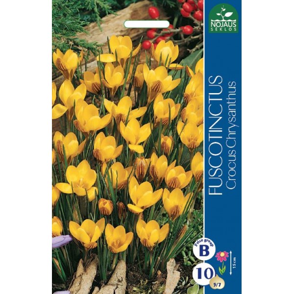CROCUS FUSCOTINCTUS
