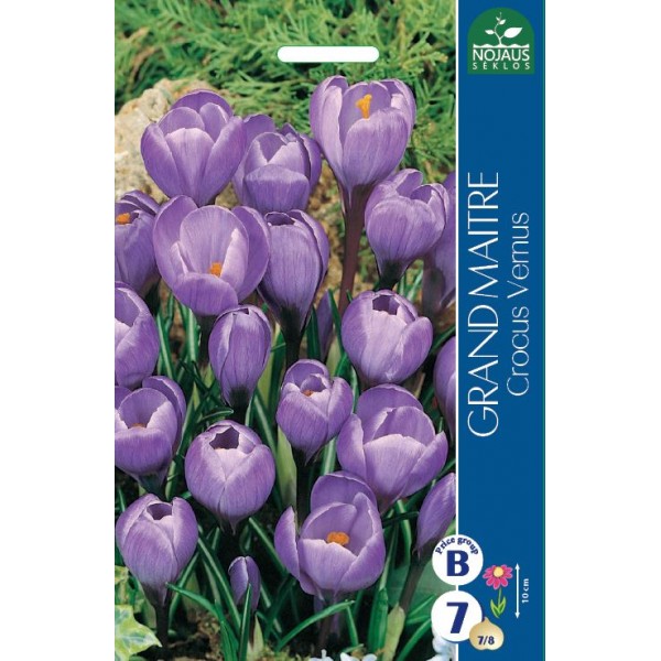 Crocus GRAND MAITRE