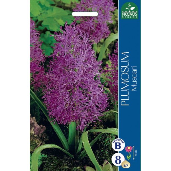 Muscari PLUMOSUM
