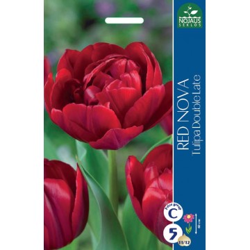 TULP RED NOVA