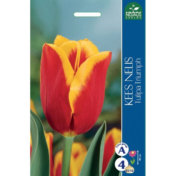 TULP KEES NELIS