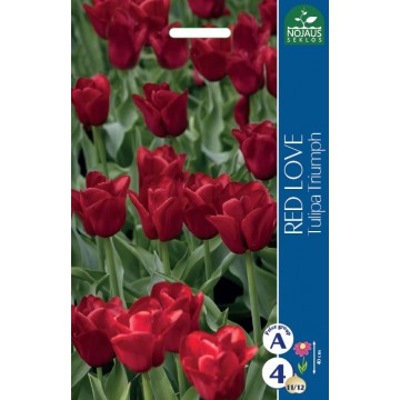 TULP RED LOVE