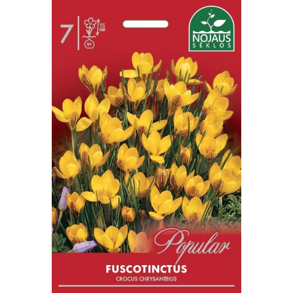 CROCUS FUSCOTINCTUS