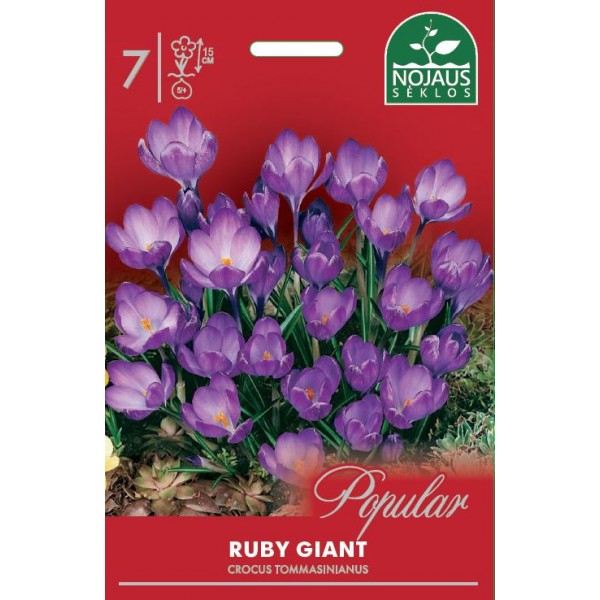 CROCUS RUBY GIANT
