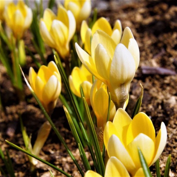 Crocus ROMANCE 10 tk.