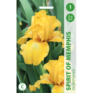 Iris SPIRIT OF MEMPHIS
