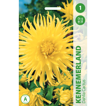 JURGINAI KENNEMERLAND