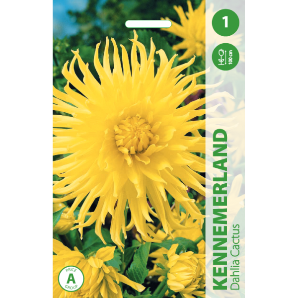 Dahlia KENNEMERLAND