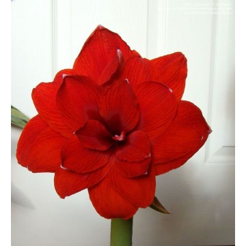 Hippeastrum (Amarüll)...