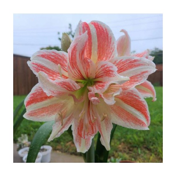 AMARÜLL ‘DANCING QUEEN’