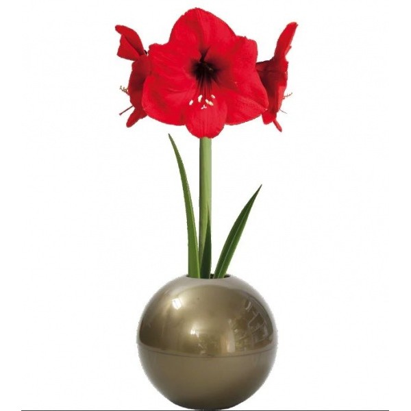 Ratsuritäht Gold "X-Mas Ball" - punane lill 1tk.