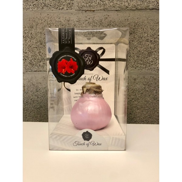 helme Pink Vahatatud Ratsuritäht Celebration - punane lill 1tk