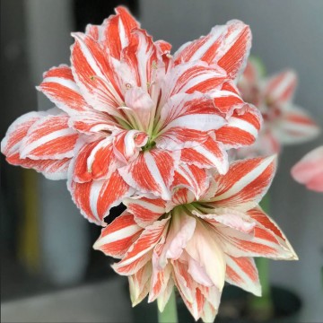 Hippeastrum (Amarüll)...