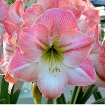 Hippeastrum (Amarüll) APPLE...