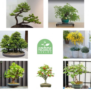 Bonsai puu seemnekomplekt 7...