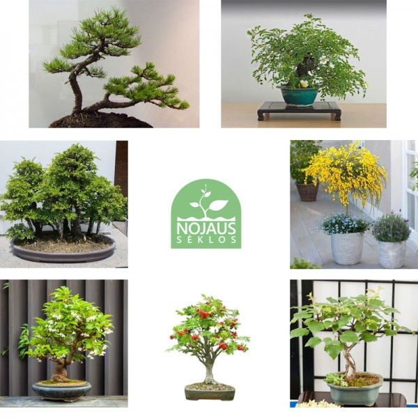 Bonsai medelių sėklų rinkinys