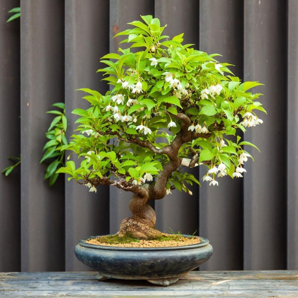 Styrax japonicus/ bonsai seemned 0,5g