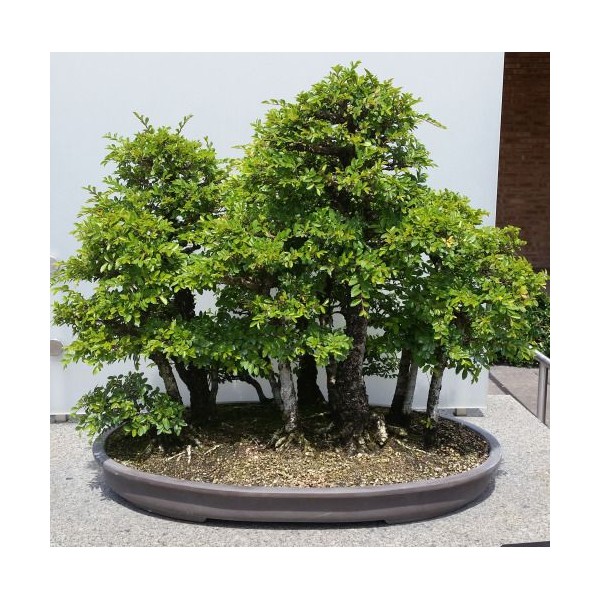 Ulmus davidiana var. Japonica/ bonsai seemned 0,2g