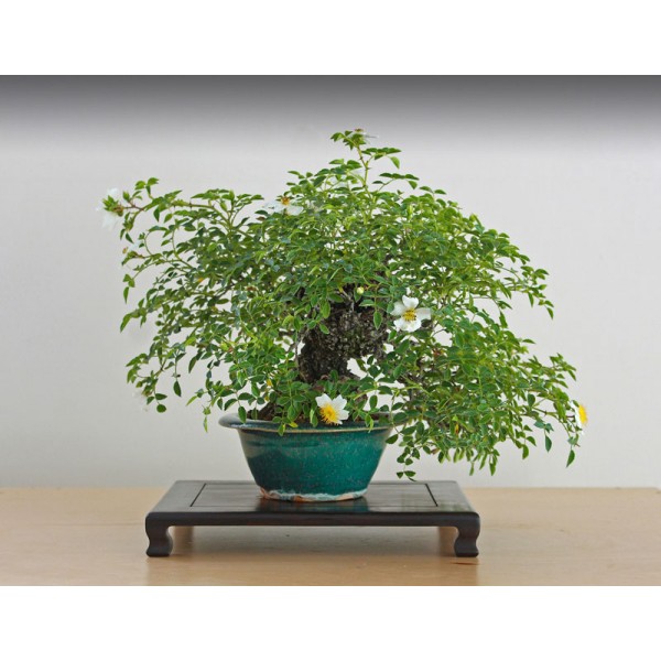 Rosa multiflora (Ra)/ bonsai seemned 0,2g