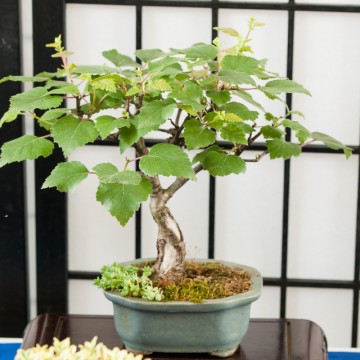 Betula pubescens/ bonsai...