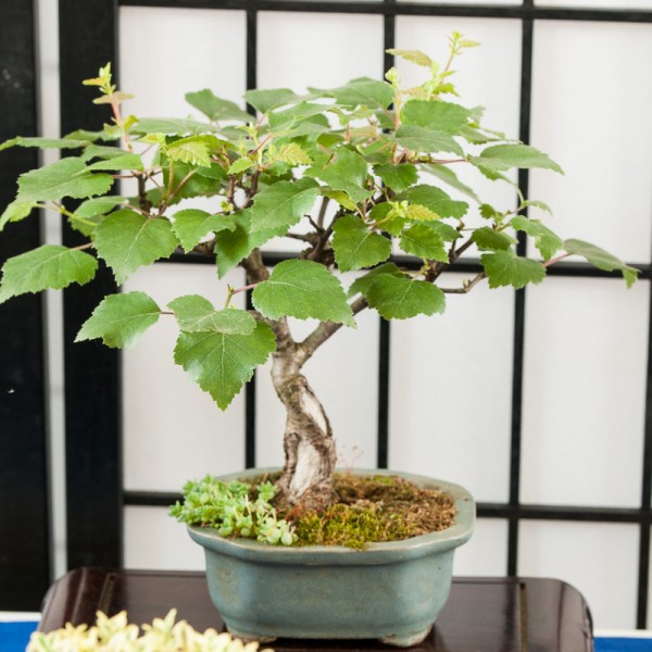 Betula pubescens/ bonsai seemned 0,2g