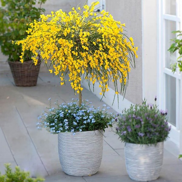 Cytisus scoparius/ bonsai seemned 0,2g